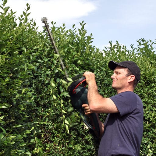 gartenarbeiten-gruenpflege